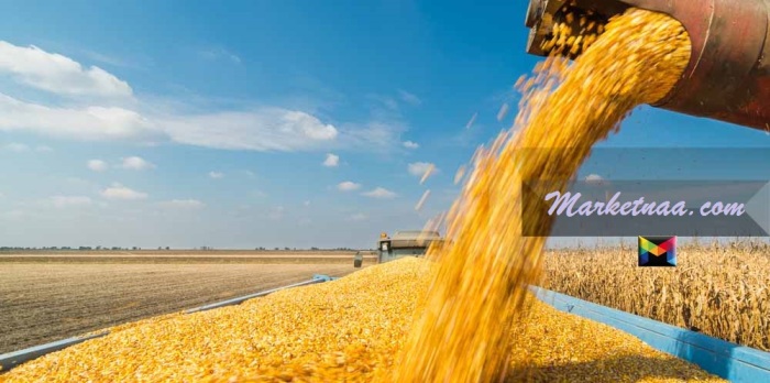سعر طن الذرة اليوم في مصر الثلاثاء 26-1-2021| شامل سعر الطن للأصناف المختلفة بالجنيه المصري